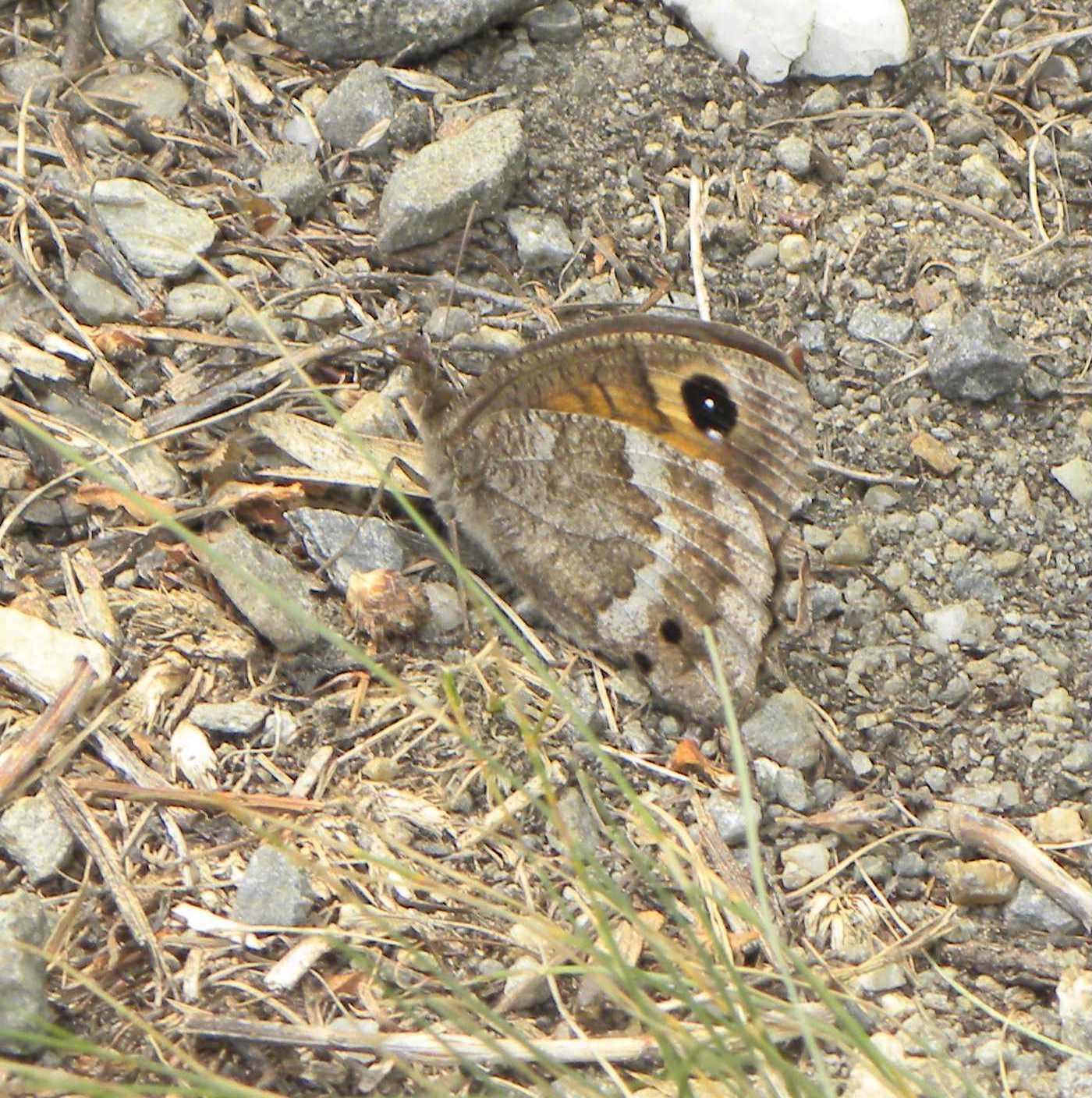 identificazione farfalla